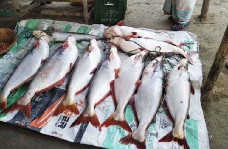 পদ্মায় ঝাঁকে ঝাঁকে ধরা পড়ছে বড় বড় পাঙাশ